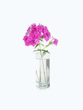 Product title here flower 10